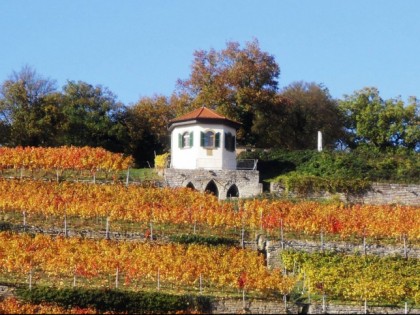 Foto: Weinbau Pavillon